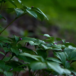 plants