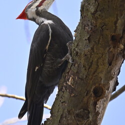Thurston Nature Center